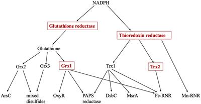 Evidence that protein thiols are not primary targets of intracellular reactive oxygen species in growing Escherichia coli